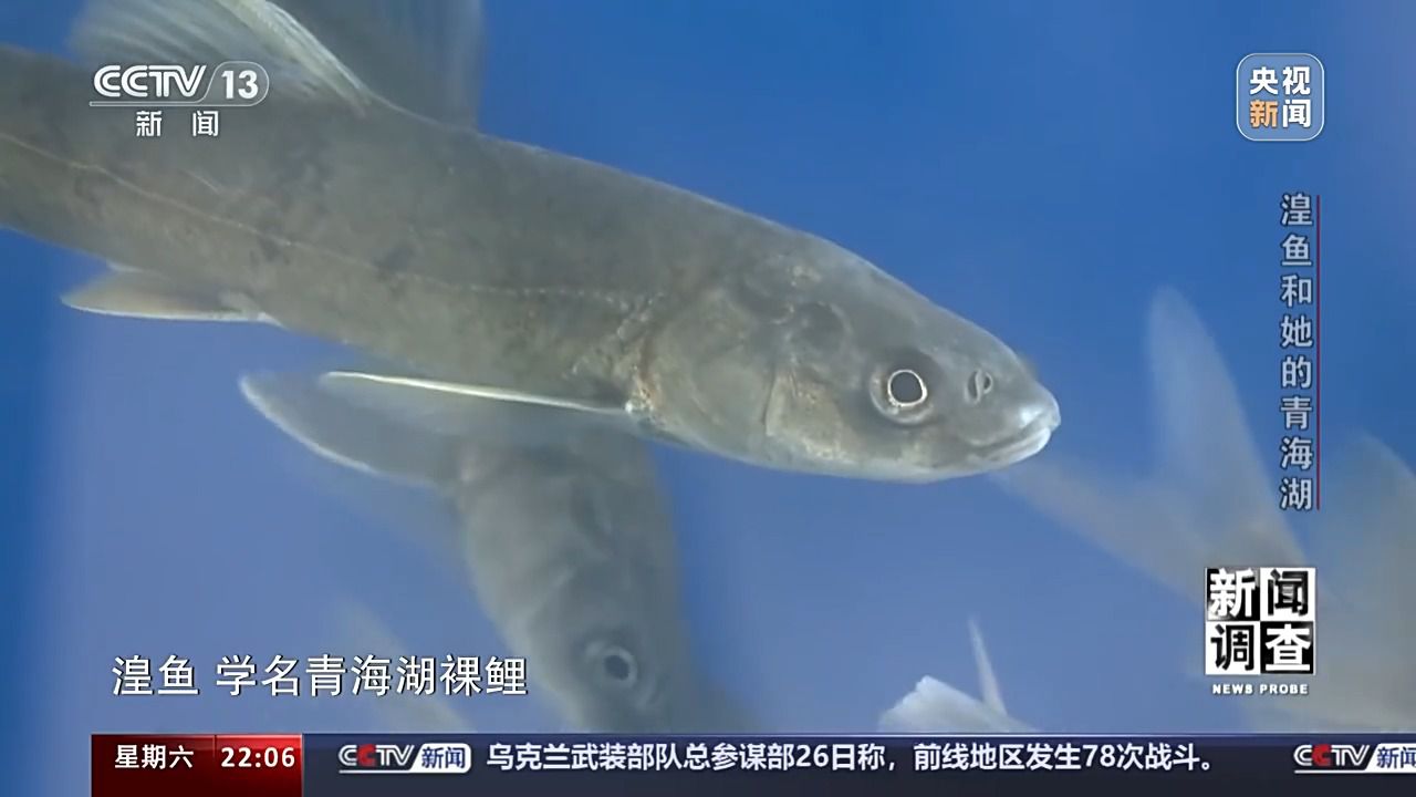 拯救濒危湟鱼 青海湖如何再现半河清水半河鱼？