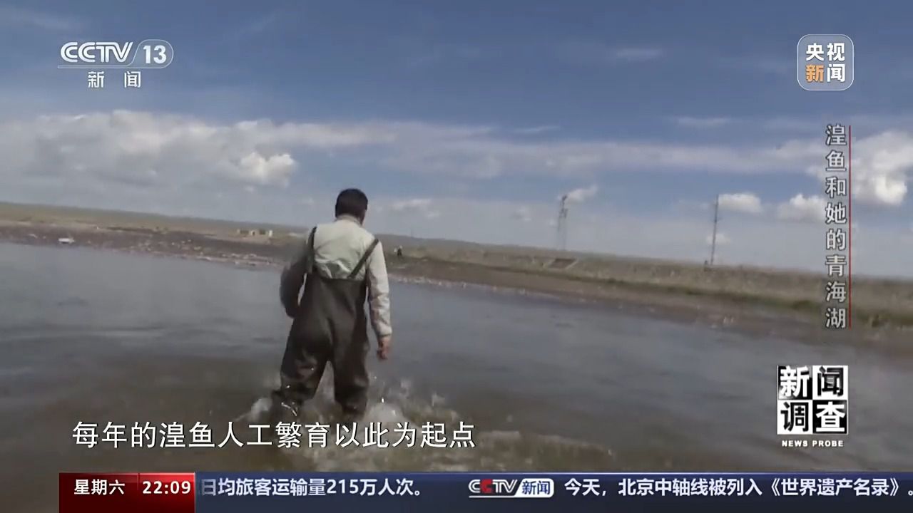 拯救濒危湟鱼 青海湖如何再现半河清水半河鱼？