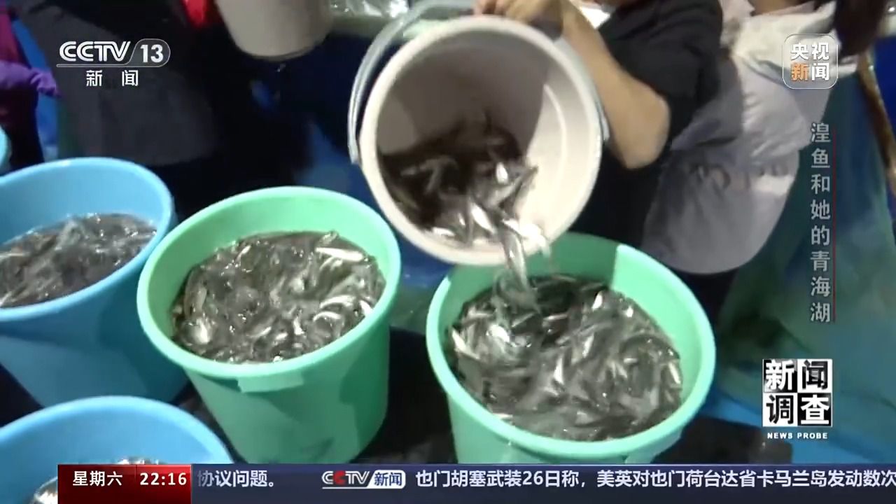 拯救濒危湟鱼 青海湖如何再现半河清水半河鱼？