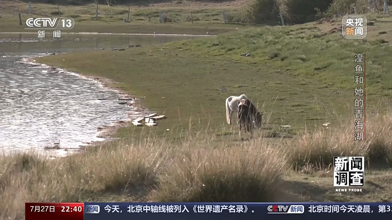 拯救濒危湟鱼 青海湖如何再现半河清水半河鱼？