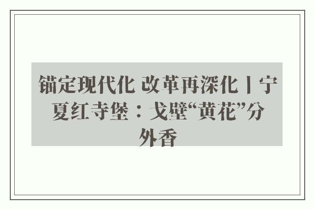 锚定现代化 改革再深化丨宁夏红寺堡：戈壁“黄花”分外香