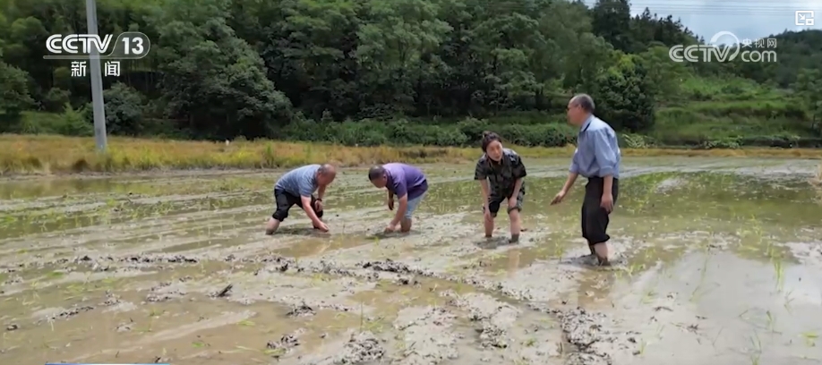 科学指导、“把脉问诊” 各地多举措夯实秋粮基础 力促稳产丰产