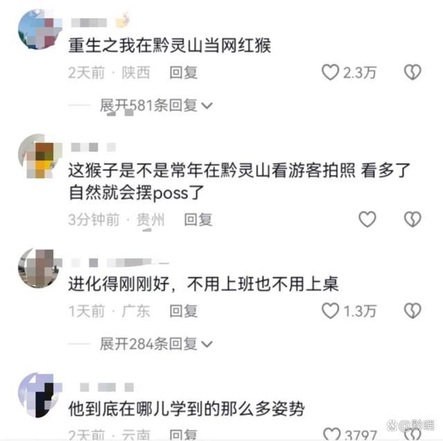 贵州黔灵山网红猴小老费征婚啦