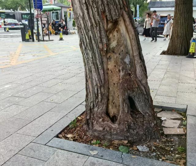 大树倒伏都是风雨惹的祸？“健康体检”很重要 防患于未然保安全