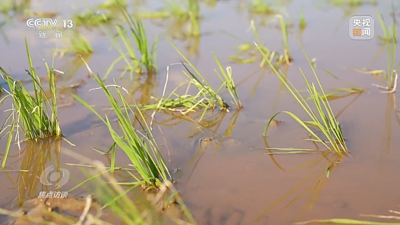 焦点访谈丨热浪滚滚，多地如何应对持续高温“烤”验？