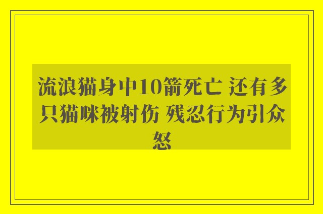 流浪猫身中10箭死亡 还有多只猫咪被射伤 残忍行为引众怒